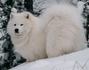 Zdjęcie №4. Sprzedam samojed (rasa psa) w Głęboko. prywatne ogłoszenie - cena - 942zł