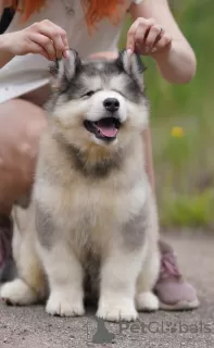 Dodatkowe zdjęcia: Alaskan malamute szczenięta