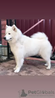 Dodatkowe zdjęcia: Szczenięta samoyeda