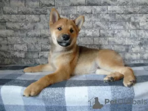 Zdjęcie №3. Szczeniaki Shiba Inu (Shiba Inu). Ukraina