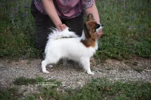 Zdjęcie №3. Obiecująca dziewczynka Papillon w wieku 7 miesięcy. Federacja Rosyjska