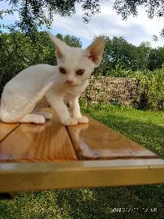 Dodatkowe zdjęcia: Devon Rex