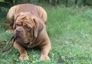 Dodatkowe zdjęcia: Szczenięta Dogue de Bordeaux