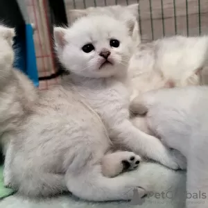 Zdjęcie №1. scottish fold - na sprzedaż w Steinfurt | Bezpłatny | Zapowiedź № 112359