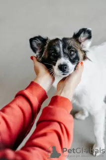 Dodatkowe zdjęcia: Miniaturowy piesek Suri szuka domu!