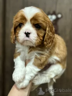 Zdjęcie №1. cavalier king charles spaniel - na sprzedaż w Mińsk | 2930zł | Zapowiedź №94036