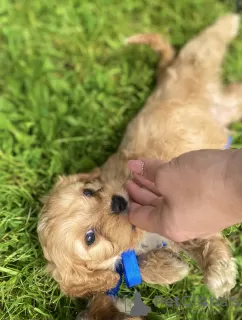 Dodatkowe zdjęcia: Cavapoo Cavadoodle