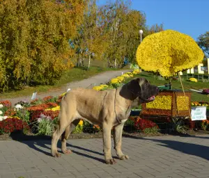 Dodatkowe zdjęcia: Szczenięta rasy Mastiff Angielski