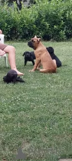 Dodatkowe zdjęcia: Cane Corso szczenięta na sprzedaż