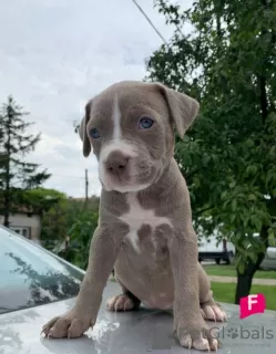 Dodatkowe zdjęcia: Pit Bull szczenięta na sprzedaż