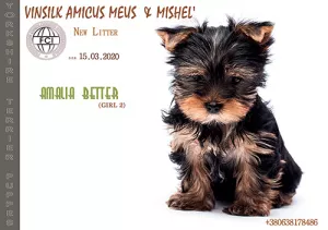 Zdjęcie №3. szczeniak yorkshire terrier dziewczyna standard KSU. Ukraina