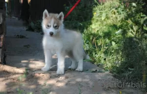 Zdjęcie №4. Sprzedam husky syberyjski w Perm. prywatne ogłoszenie - cena - negocjowane