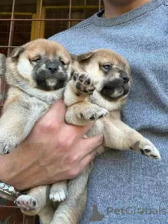 Dodatkowe zdjęcia: TOP szczenięta Shiba Inu