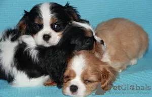 Zdjęcie №3. Szczenięta Cavalier King Charles Spaniel. Federacja Rosyjska