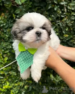 Zdjęcie №2 do zapowiedźy № 42910 na sprzedaż  shih tzu - wkupić się USA hodowca