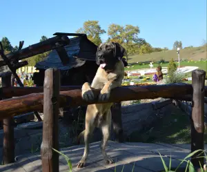 Dodatkowe zdjęcia: Szczenięta rasy Mastiff Angielski