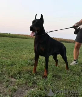 Dodatkowe zdjęcia: Doberman szczenięta na sprzedaż