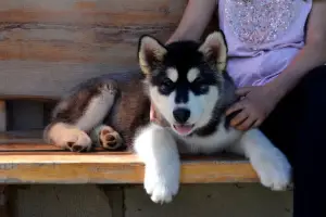 Zdjęcie №3. Szczenięta Alaskan Malamute. Białoruś