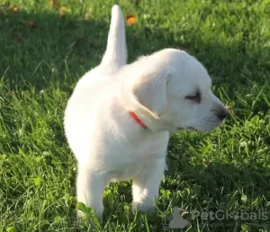 Zdjęcie №4. Sprzedam labrador retriever w Калистога. prywatne ogłoszenie - cena - negocjowane