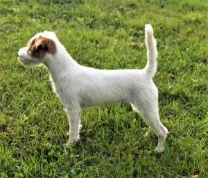 Zdjęcie №1. parson russell terrier - na sprzedaż w Mińsk | Negocjowane | Zapowiedź №3303