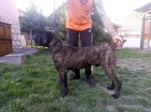 Dodatkowe zdjęcia: cane corso na sprzedaż