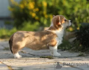 Dodatkowe zdjęcia: Szczeniaki Welsh Corgi Pembroke