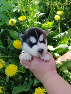 Dodatkowe zdjęcia: Szczenięta Siberian Husky, rata, przedszkola