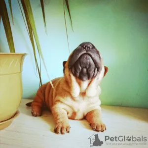 Zdjęcie №1. shar pei - na sprzedaż w Abakan | 1227zł | Zapowiedź №8070