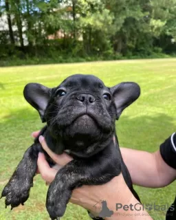 Dodatkowe zdjęcia: piękny buldog francuski