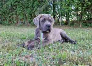 Zdjęcie №4. Sprzedam cane corso w Michów. hodowca - cena - 4186zł