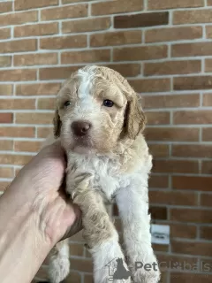 Dodatkowe zdjęcia: Lagotto Romagnolo szczenięta