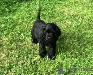 Zdjęcie №1. cocker spaniel amerykański - na sprzedaż w Auckland | 2711zł | Zapowiedź №18600