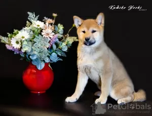 Zdjęcie №3. Shiba Inu. Szczenięta. Federacja Rosyjska