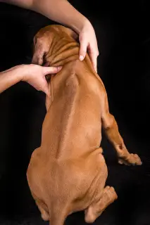 Dodatkowe zdjęcia: Rhodesian Ridgeback Puppy