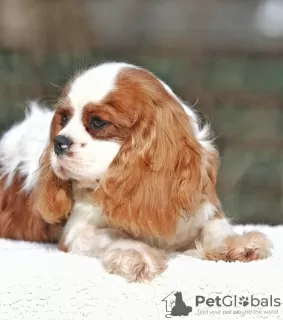 Zdjęcie №1. cavalier king charles spaniel - na sprzedaż w Палм-Бич | 5942zł | Zapowiedź №43377