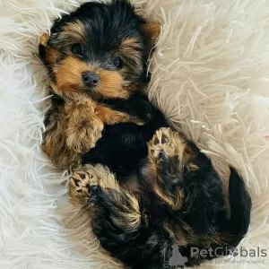 Zdjęcie №4. Sprzedam yorkshire terrier w Москва. prywatne ogłoszenie - cena - 1256zł