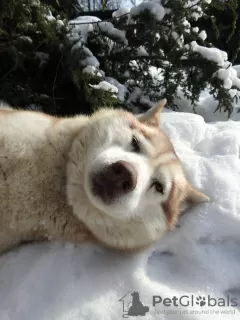 Zdjęcie №2 do zapowiedźy № 36722 na sprzedaż  husky syberyjski - wkupić się Federacja Rosyjska prywatne ogłoszenie