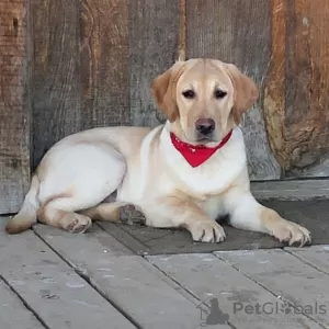 Zdjęcie №1. labrador retriever - na sprzedaż w Houston | 990zł | Zapowiedź №45813