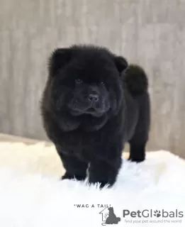 Zdjęcie №3. Chow-Chow. Niemcy