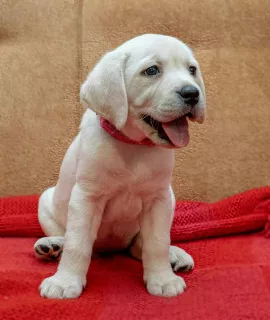 Dodatkowe zdjęcia: SZCZENIĘTA O WYSOKIEJ RASIE LABRADOR-RETRIVER OD CHAMPIONÓW