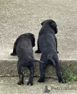 Dodatkowe zdjęcia: Cane Corso szczenięta