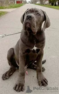 Zdjęcie №3. Szczenięta Cane Corso. Serbia