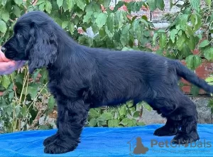 Zdjęcie №3. Cocker spaniel angielski, piesek. Serbia