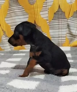 Dodatkowe zdjęcia: Pinczer miniaturowy szczeniąt, prawdziwe mini dobermany