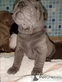 Zdjęcie №3. Szczenięta Shar Pei. Federacja Rosyjska