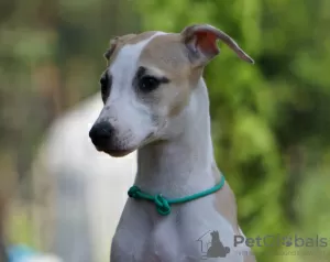 Dodatkowe zdjęcia: Whippet