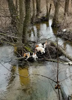 Zdjęcie №3. Druciane szczenięta Fox Fox Terrier. Federacja Rosyjska