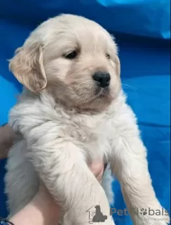 Zdjęcie №3. Szczenięta Golden Retrievera. Serbia