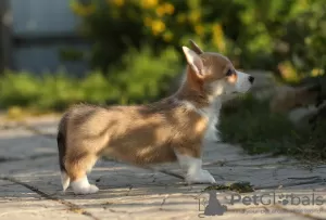 Dodatkowe zdjęcia: Szczeniaki Welsh Corgi Pembroke