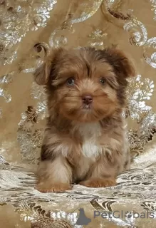 Zdjęcie №2 do zapowiedźy № 39675 na sprzedaż  yorkshire terrier - wkupić się USA 